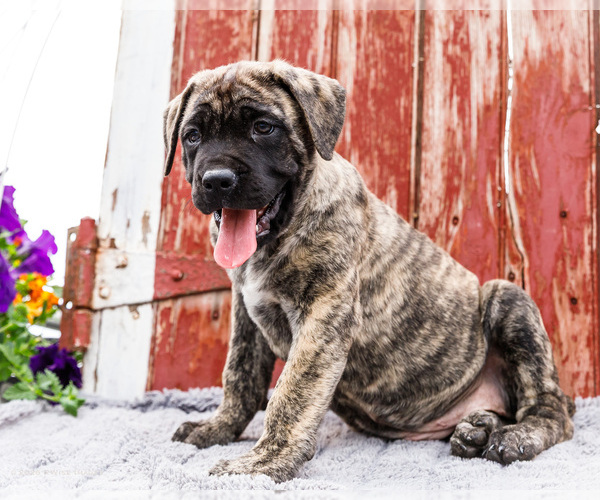 Medium Photo #8 Mastiff Puppy For Sale in WAKARUSA, IN, USA