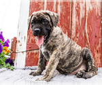 Small Photo #8 Mastiff Puppy For Sale in WAKARUSA, IN, USA