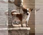 Small #2 Chihuahua Mix