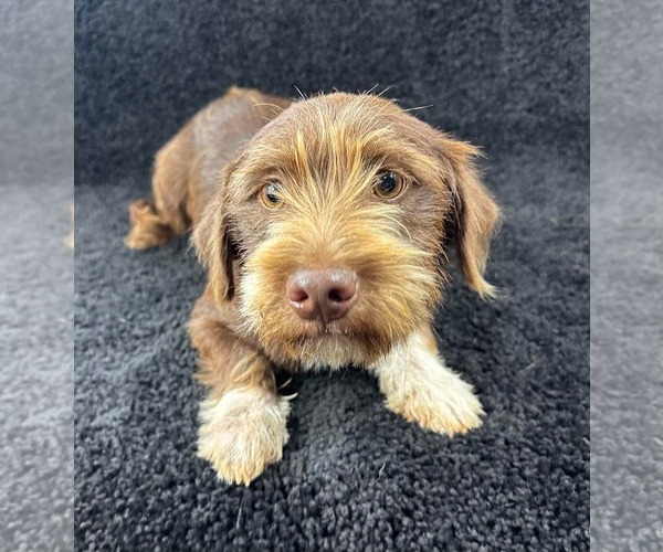 Medium Photo #2 Dachshund-Unknown Mix Puppy For Sale in Grafton, WI, USA