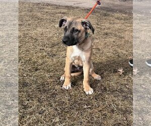 - Mix Dogs for adoption in Maple Grove, MN, USA