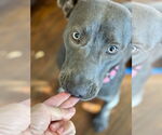 Small #8 American Pit Bull Terrier-Weimaraner Mix