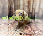 Small Photo #6 Dachshund Puppy For Sale in RIPLEY, MS, USA