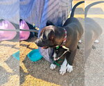 Small #2 Mutt