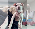 Small #3 American Staffordshire Terrier-Labrador Retriever Mix