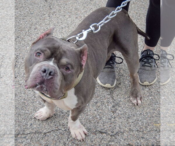 Medium Photo #3 Olde Bulldog Puppy For Sale in Huntley, IL, USA