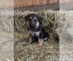 German Shepherd Dog Puppy for sale in WOODBURN, IN, USA