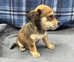Small #9 Beagle-Chihuahua Mix