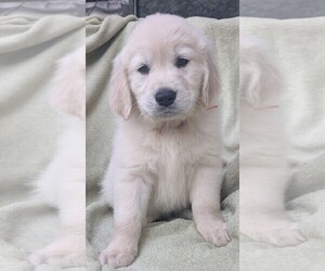 Golden Retriever Puppy for Sale in MODESTO, California USA