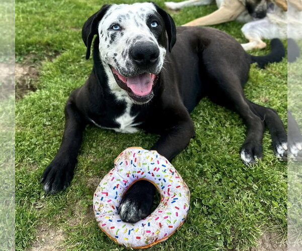 Medium Photo #1 Catahoula Leopard Dog-Great Dane Mix Puppy For Sale in Alexander, AR, USA