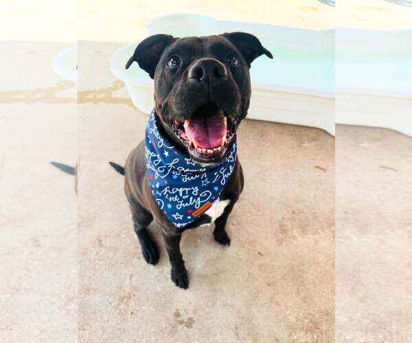 Medium Photo #1 American Pit Bull Terrier-Labrador Retriever Mix Puppy For Sale in Houston, TX, USA