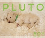 Small Photo #3 Goldendoodle Puppy For Sale in PHOENIX, AZ, USA