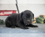 Small #2 Cane Corso