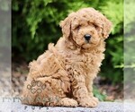 Small #3 Goldendoodle (Miniature)