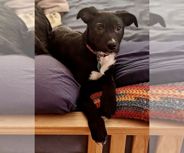 Medium Photo #1 Mutt Puppy For Sale in Clarkston, MI, USA