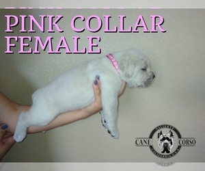 Cane Corso Puppy for sale in APPLE VALLEY, CA, USA