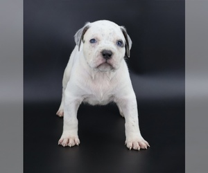 American Bully Puppy for sale in CHAMPAIGN, IL, USA
