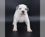 Image preview for Ad Listing. Nickname: Royal