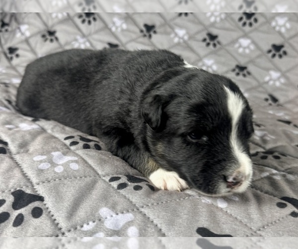 Medium Photo #34 Australian Shepherd Puppy For Sale in SALISBURY, NC, USA