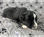 Small Photo #34 Australian Shepherd Puppy For Sale in SALISBURY, NC, USA
