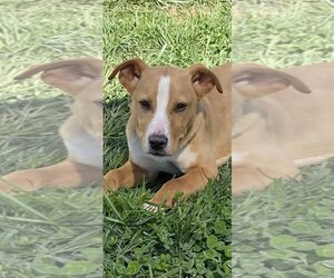 Mutt Dogs for adoption in Pacolet, SC, USA