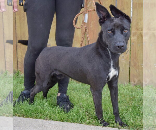 Medium Photo #2 German Pinscher-Unknown Mix Puppy For Sale in Huntley, IL, USA
