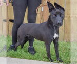 Small #1 German Pinscher Mix