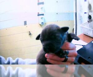 Mutt Dogs for adoption in Tulsa, OK, USA