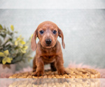 Puppy Sunshine Dachshund