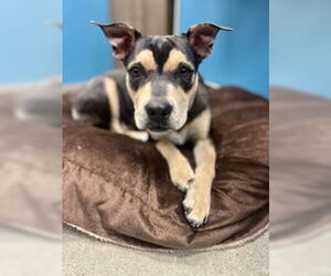 American Pit Bull Terrier Dogs for adoption in Salinas, CA, USA