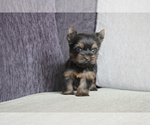 Small Photo #4 Yorkshire Terrier Puppy For Sale in MANHATTAN, NY, USA