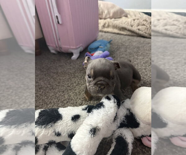 Medium Photo #1 Bulldog Puppy For Sale in Mooresville, NC, USA