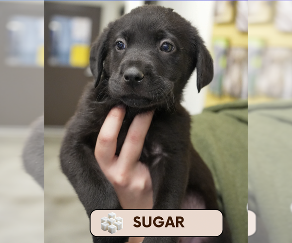 Medium Photo #1 Labrador Retriever-Unknown Mix Puppy For Sale in Brooklyn, NY, USA