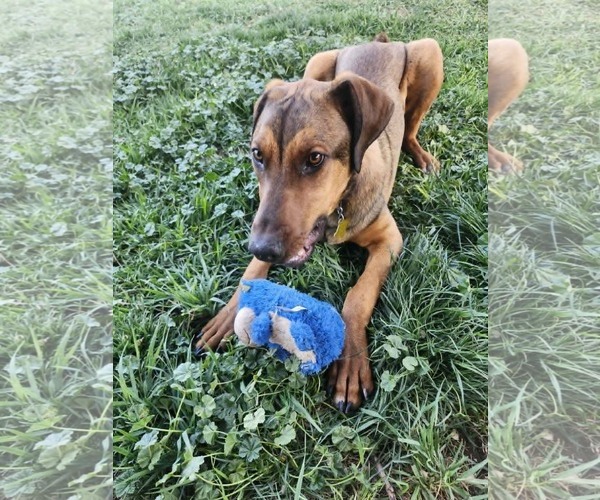 Medium Photo #8 Doberman Pinscher-Unknown Mix Puppy For Sale in Sandy, UT, USA
