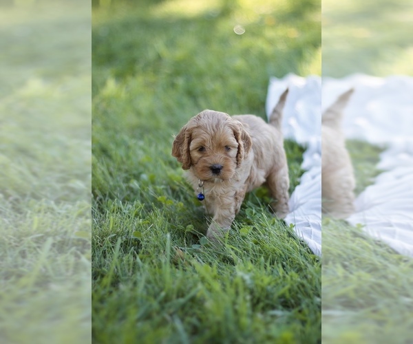 Medium Photo #3 Cock-A-Poo Puppy For Sale in VILLA RIDGE, IL, USA