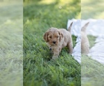 Puppy 2 Cock-A-Poo