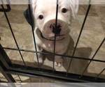 Small Photo #3 American Bulldog Puppy For Sale in HOUSTON, TX, USA