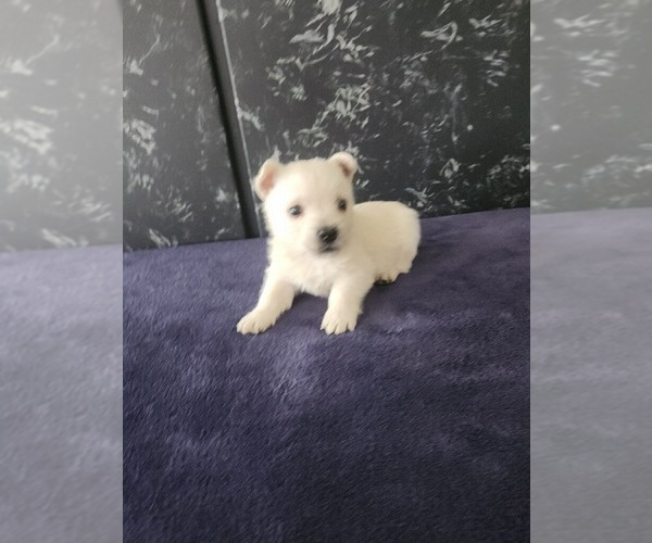 Medium Photo #2 West Highland White Terrier Puppy For Sale in LAGRANGE, IN, USA