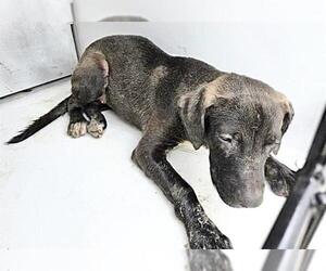 Labrador Retriever-Unknown Mix Dogs for adoption in Houston, TX, USA