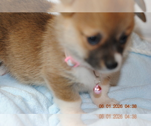 Medium Pembroke Welsh Corgi