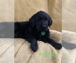 Small Photo #5 Labradoodle Puppy For Sale in CANTON, OH, USA