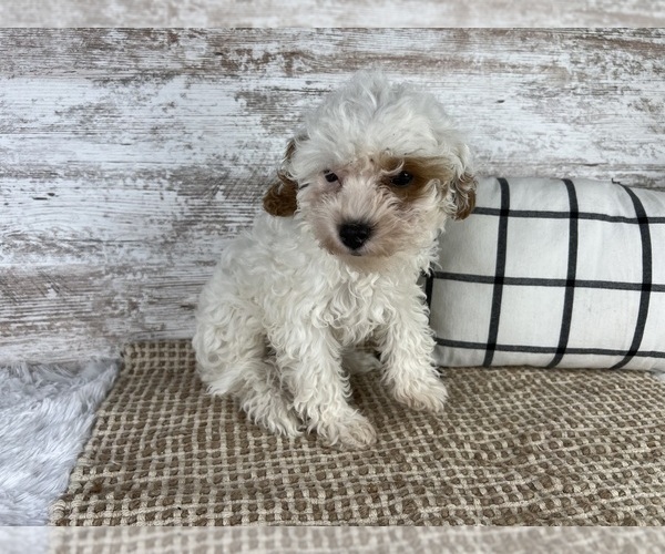 Medium Photo #1 Cavapoo Puppy For Sale in MIDDLEBURY, IN, USA