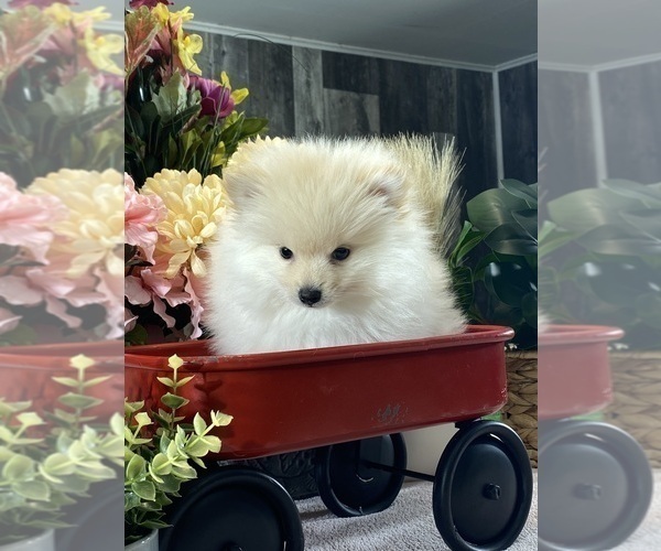 Medium Photo #2 Pomeranian Puppy For Sale in CANOGA, NY, USA