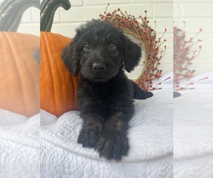 Labradoodle Puppy for sale in PEMBROKE, GA, USA