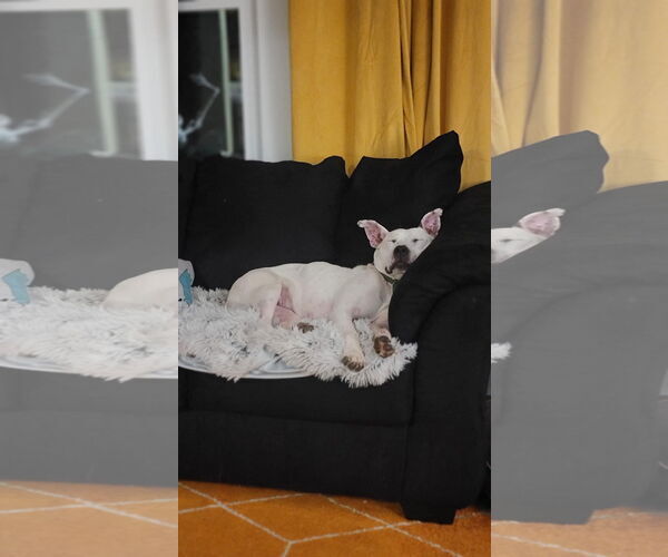 Medium Photo #14 American Pit Bull Terrier-Unknown Mix Puppy For Sale in Germantown, OH, USA