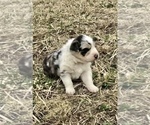 Small Photo #2 Australian Shepherd Puppy For Sale in ROBERTS, IL, USA