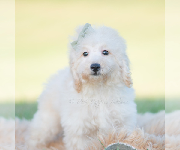 Medium Photo #10 Goldendoodle (Miniature) Puppy For Sale in WARSAW, IN, USA