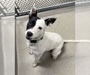 Mutt Dogs for adoption in Sterling, MA, USA