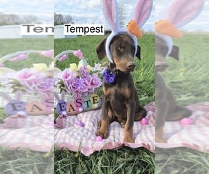 Doberman Pinscher Puppy for sale in POMEROY, OH, USA