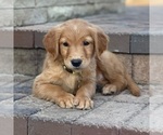 Small Photo #18 Golden Retriever Puppy For Sale in WOLCOTT, IN, USA